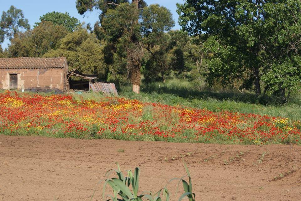 Apartamentos Bau-Doce Cercal do Alentejo Εξωτερικό φωτογραφία